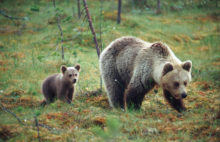bears