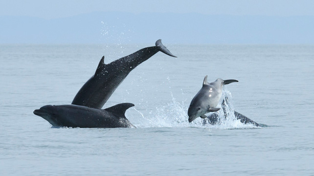 CardiganBayDolphins