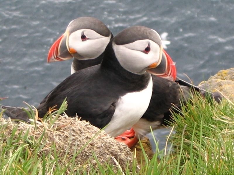 puffins