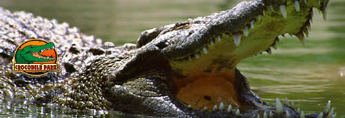 crocodile-park-in-torremolinos