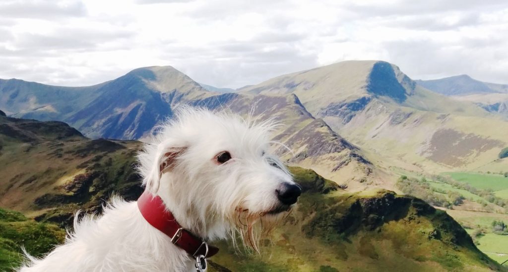 lake district doggie